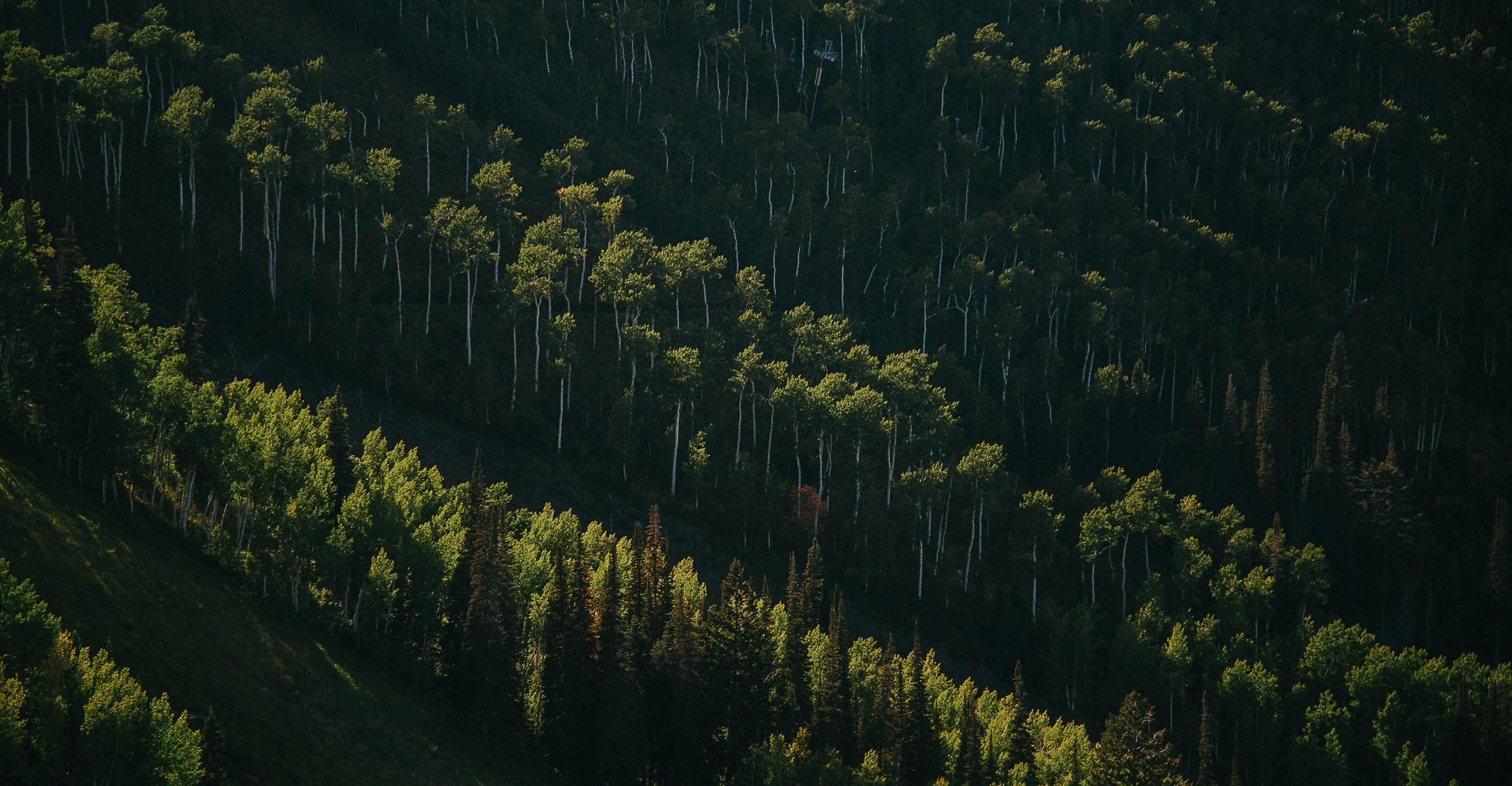 Forest with sunlight shining against the trees, viewed from above
